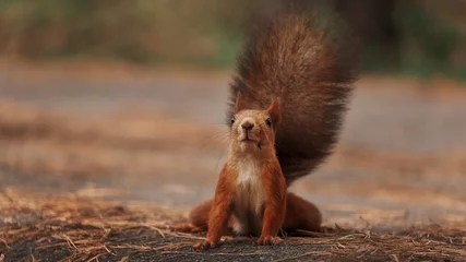 Fotobehang rode eekhoorn in het wild © Дима Малюгин