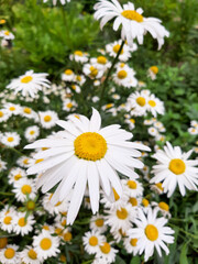 Obraz premium Chamomile. White flowers
