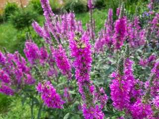 
Purple Loose Flowers