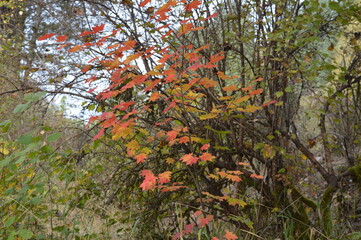 red leaves in autumn
