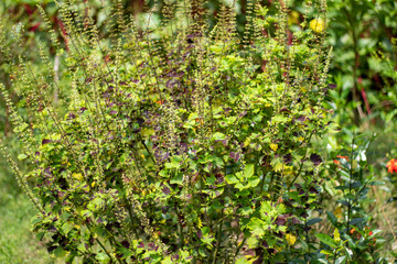 Lots of green cut trees and it's behind background blur