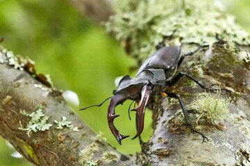 stag beetle on the tree