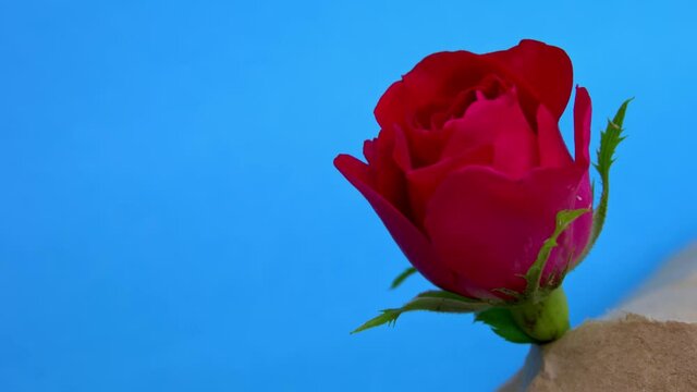 Bud of red rose is blooming and fading in timelapse filmed in closeup on chroma key background. Flower is flourishing and then dying. Loop footage of life cycle of a plant. It opens and closes petals.