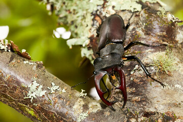 stag beetle on the ground
