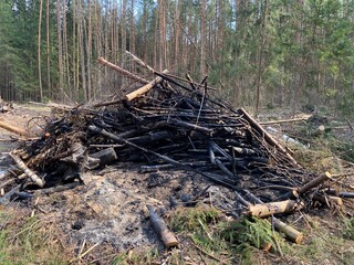 Deforestation. Industrial timber harvesting. Clearing in the forest