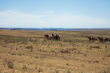 Obraz premium herd of horses in the field