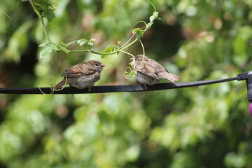 discussion sur un fil entre oiseaux