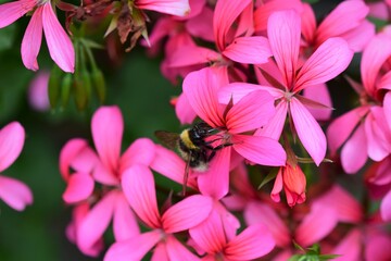 Bumble bee collects pollen in a pink geranium flower
