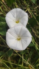 white poppy flower