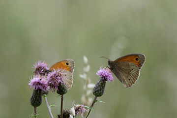 Obraz premium zwei Falter Maniola jurtina auf Distel