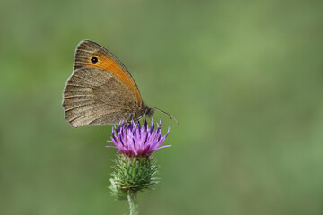 Maniola jurtina Großes Ochsenauge auf Distelblüte