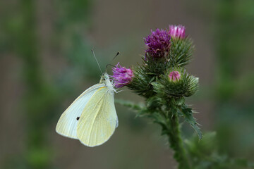 Kohlweißling auf lila Blüte einer Distel