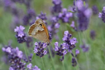 Großes Ochsenauge Maniola jurtina auf Lavendel