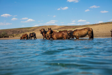 Naklejka premium horses on the river