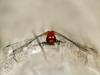 rote Libelle Frontalansicht auf einem Birkenstamm
