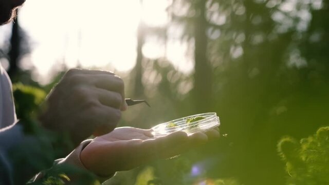 A male biologist examines a plant in the forest. Middle aged scientist analyzing leaves