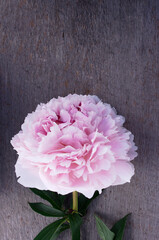 beautiful pink full bloom peony flower on rustic wooden background with copy space