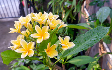 Fototapeta premium beautiful yellow and white plumeira rubra flower in the garden.