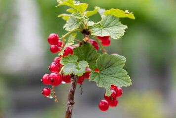 close-up of red ribes with raindrops on a bush in a garden

