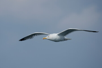 Herring gull, Larus argentatus