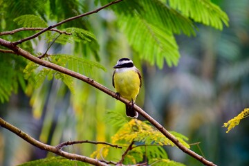 Fototapeta premium yellow wagtail on a branch