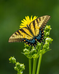 Female Eastern Swallowtail Butterfly on yellow flower with solid green background