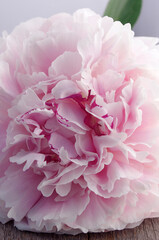 close up of beautiful pink full bloom peony flower 