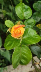 orange rose in garden