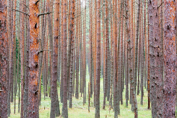 Summer pine forest, pine trunks, natural landscape, summer day