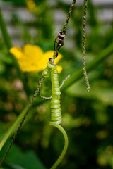 Cucumber Plant, Tendrils and Blossoms.  Green plant with yellow-flowering blossom.  Garden in Windsor in Broome County in Upstate NY.  Tendrils coil around support string to help it climb towards sun.