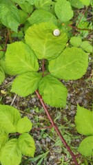 dragonfly on the leaf