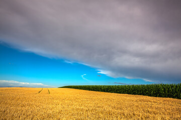 Wheat and corn fields before heavy storm.