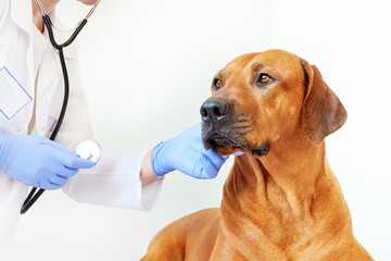 Clinical dog examination by veterinarian doctor. Rhodesian ridgeback in the vet hospital. Pet care...