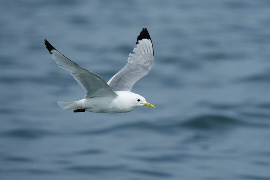 Kittiwake, Rissa tridactyla