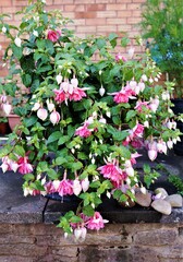 Peachy Southern Belle fuchsias, in full bloom in July, 2021. 