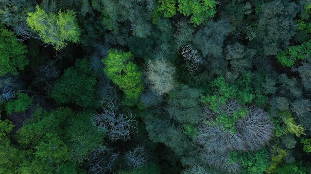 Deciduous forest in spring seen from a drone. Sign, Cantabria, Spain, Europe