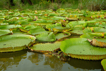 Exotic South American aquatic plants. View of Victoria regia colony, also known as Giant Amazon water lily, large round floating leaves, growing in the river shallows.