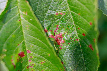 Pink spots on cherry leaves. Diseases of fruit trees, lack of trace elements in the soil.