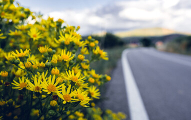 Margaritas amarillas al borde de una carretera desenfocada, con un fondo de cielo azul con nubes.
