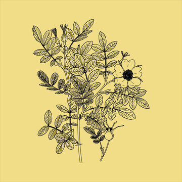 Classic Vintage botanical drawn Free download It`s perfect for fabrics, t-shirts, mugs, decals, pillows, logo, social media pattern and much more!
