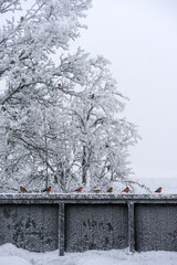pájaros muy coloridos apoyados en la barandilla en una mañana fría, congelada. En. Noruega.