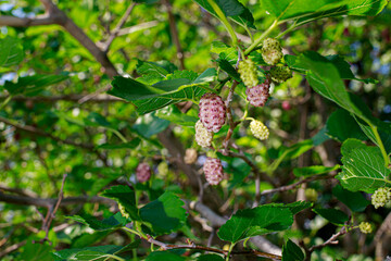 White pink mulberry grows on a tree. Fruits, gardening
