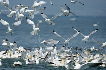 Kittiwake, Rissa tridactyla