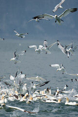 Kittiwake, Rissa tridactyla