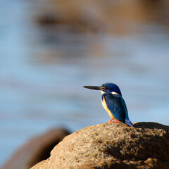 Half-collared Kingfisher on the rocks at Victoria Bay South Africa