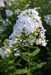Pure White Phlox Blossom in Garden, Macro