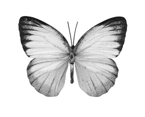 Fototapeta na wymiar Beautiful butterfly Cepora Nerissa on a white background.