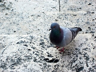 pigeon on the steps