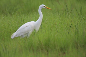 great white heron