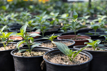 Potted young seedlings growing in greenhouse. Agriculture concept.